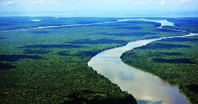 Alertas de desmatamento têm redução de 61% no Pará